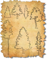 CAD Trees in Elevation